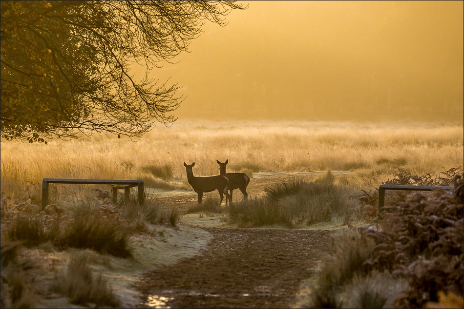 Richmond Park