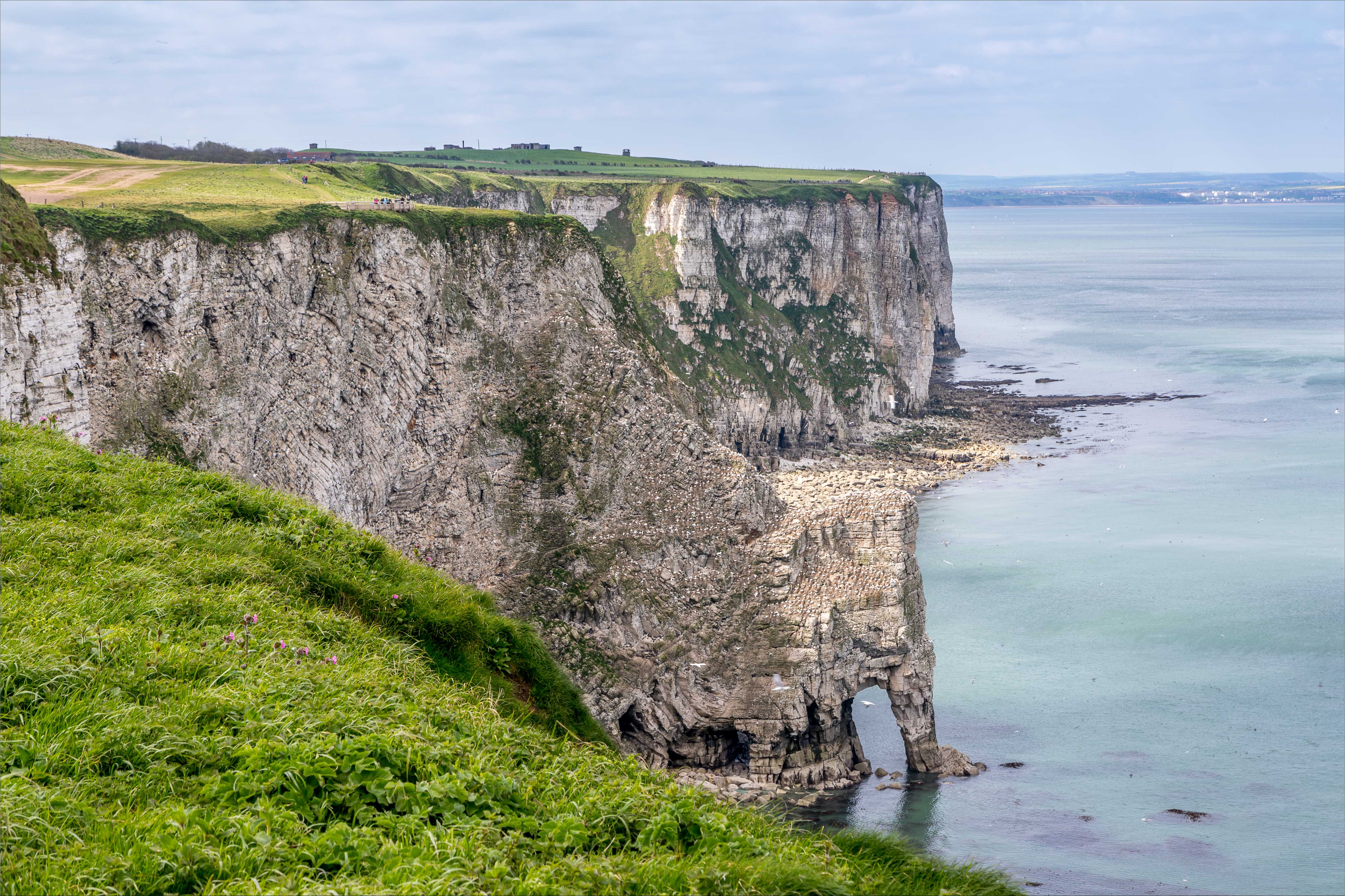 Bempton Cliffs